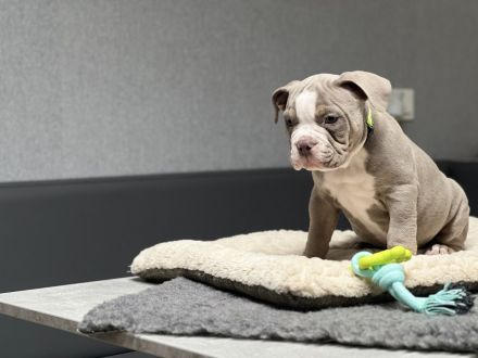 Wunderschöne Oeb Welpen mit Ahnentafel