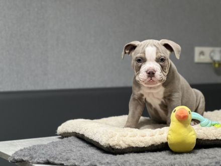 Wunderschöne Oeb Welpen mit Ahnentafel