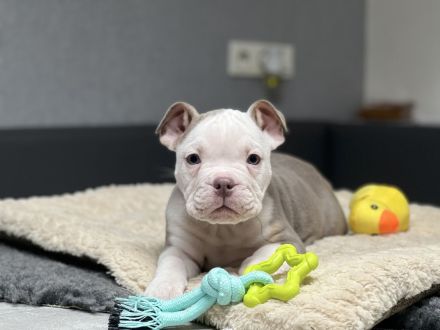 Wunderschöne Oeb Welpen mit Ahnentafel