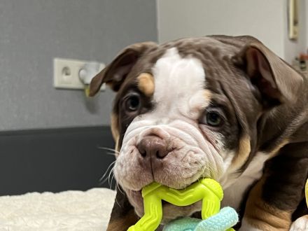 Wunderschöne Oeb Welpen mit Ahnentafel