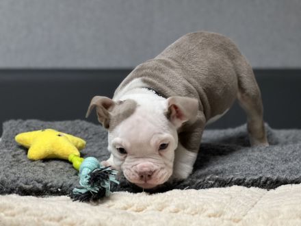 Wunderschöne Oeb Welpen mit Ahnentafel
