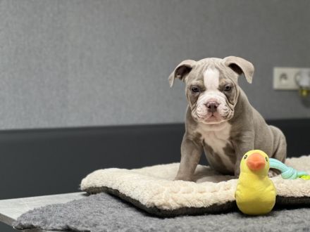 Wunderschöne Oeb Welpen mit Ahnentafel