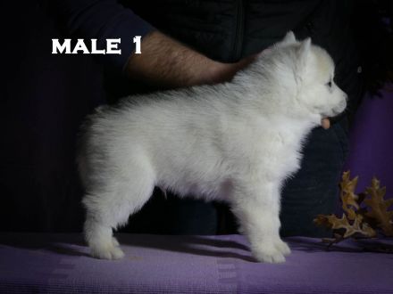 Husky puppy is looking for a loving family