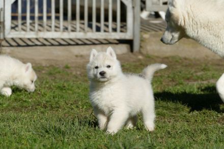 Husky puppy is looking for a loving family