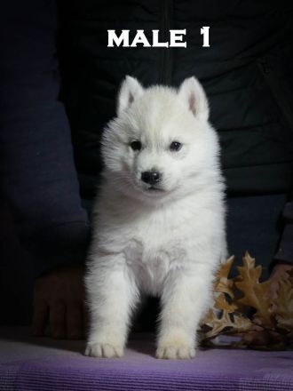 Husky puppy is looking for a loving family