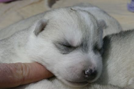 Husky puppy is looking for a loving family