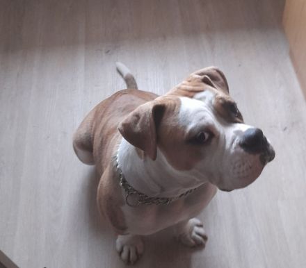 Old englisch Bulldog-Hündin -Skyla Farbe brindel