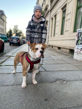 Old englisch Bulldog-Hündin -Skyla Farbe brindel
