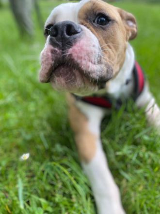 Old englisch Bulldog-Hündin -Skyla Farbe brindel