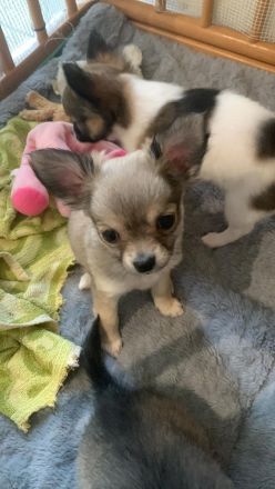Chihuahua Welpen