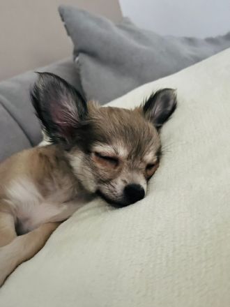 Chihuahua Welpen
