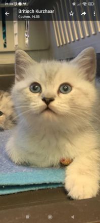 süße Britisch Kurzhaar Katzenbabys