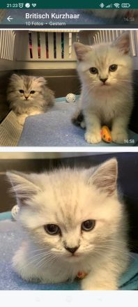 süße Britisch Kurzhaar Katzenbabys