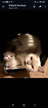 süße Britisch Kurzhaar Katzenbabys