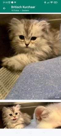 süße Britisch Kurzhaar Katzenbabys