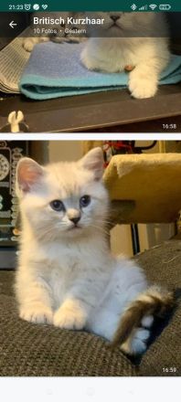 süße Britisch Kurzhaar Katzenbabys