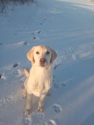 Labrador