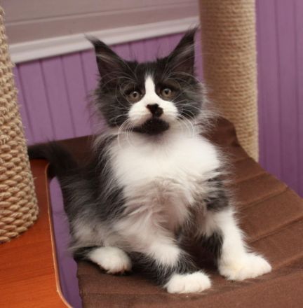 Reinrassige Maine Coon Kitten mit Stammbaum