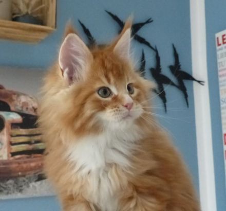Reinrassige Maine Coon Kitten mit Stammbaum