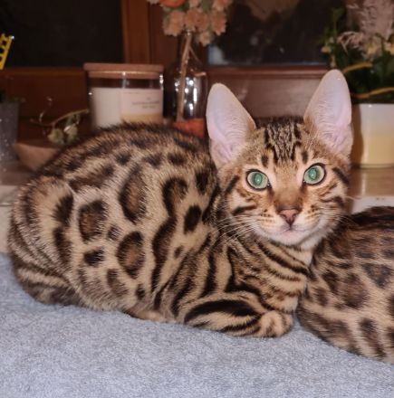 Jungkater "Adonis" sucht ein neues Zuhause