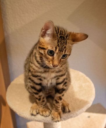 Jungkater "Adonis" sucht ein neues Zuhause