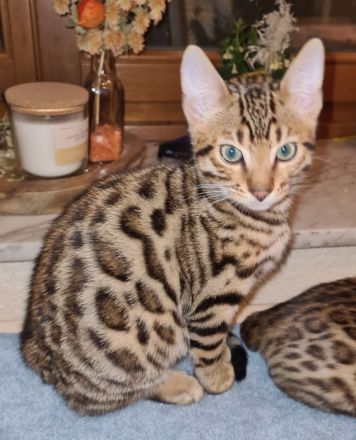 Jungkater "Adonis" sucht ein neues Zuhause