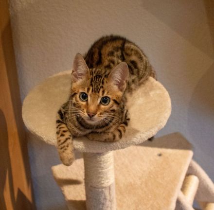 Jungkater "Adonis" sucht ein neues Zuhause