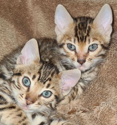 Jungkater "Adonis" sucht ein neues Zuhause