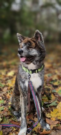 Akita Inu Rüde sucht besondere Menschen