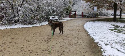 Akita Inu Rüde sucht besondere Menschen