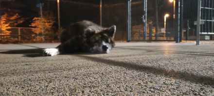 Akita Inu Rüde sucht besondere Menschen