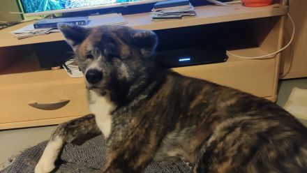 Akita Inu Rüde sucht besondere Menschen