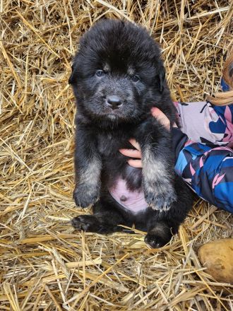 Sarplaninac / Do Khyi Mix Welpen