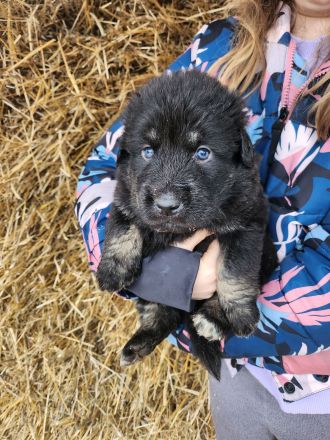 Sarplaninac / Do Khyi Mix Welpen