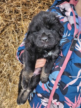 Sarplaninac / Do Khyi Mix Welpen