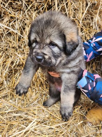 Sarplaninac / Do Khyi Mix Welpen