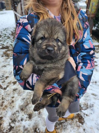 Sarplaninac / Do Khyi Mix Welpen