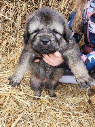 Sarplaninac / Do Khyi Mix Welpen