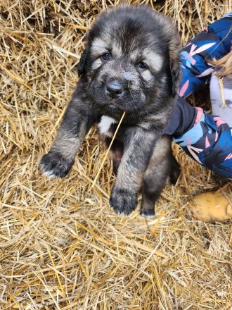 Sarplaninac / Do Khyi Mix Welpen