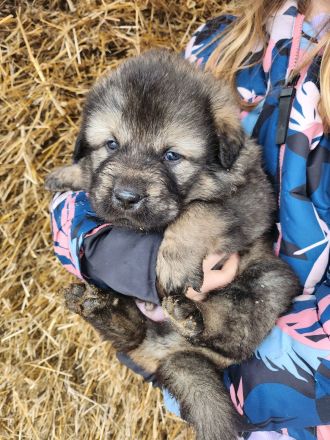 Sarplaninac / Do Khyi Mix Welpen