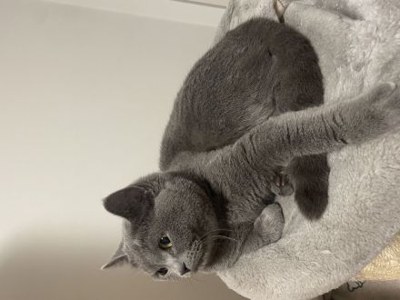 BKH weiblich sucht neue Haus