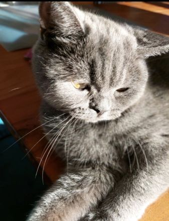 BKH weiblich sucht neue Haus