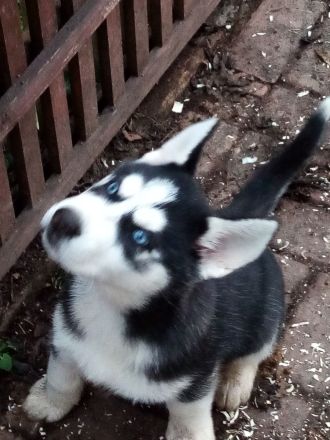 Siberian Huskywelpen