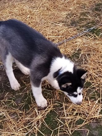 Siberian Huskywelpen