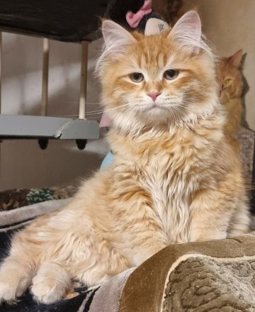 Neva-Masquarade mit exzellente Stammbaum vgl. Ragdoll, Heilige Birma