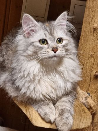 Neva-Masquarade mit exzellente Stammbaum vgl. Ragdoll, Heilige Birma