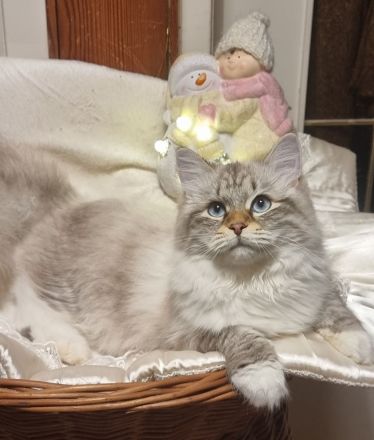 Neva-Masquarade mit exzellente Stammbaum vgl. Ragdoll, Heilige Birma