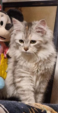 Neva-Masquarade mit exzellente Stammbaum vgl. Ragdoll, Heilige Birma