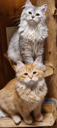 Neva-Masquarade mit exzellente Stammbaum vgl. Ragdoll, Heilige Birma