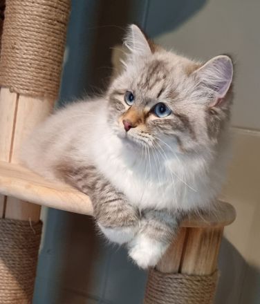 Neva-Masquarade mit exzellente Stammbaum vgl. Ragdoll, Heilige Birma